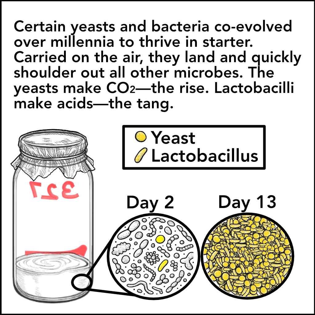 Starter — Day 2 illustration