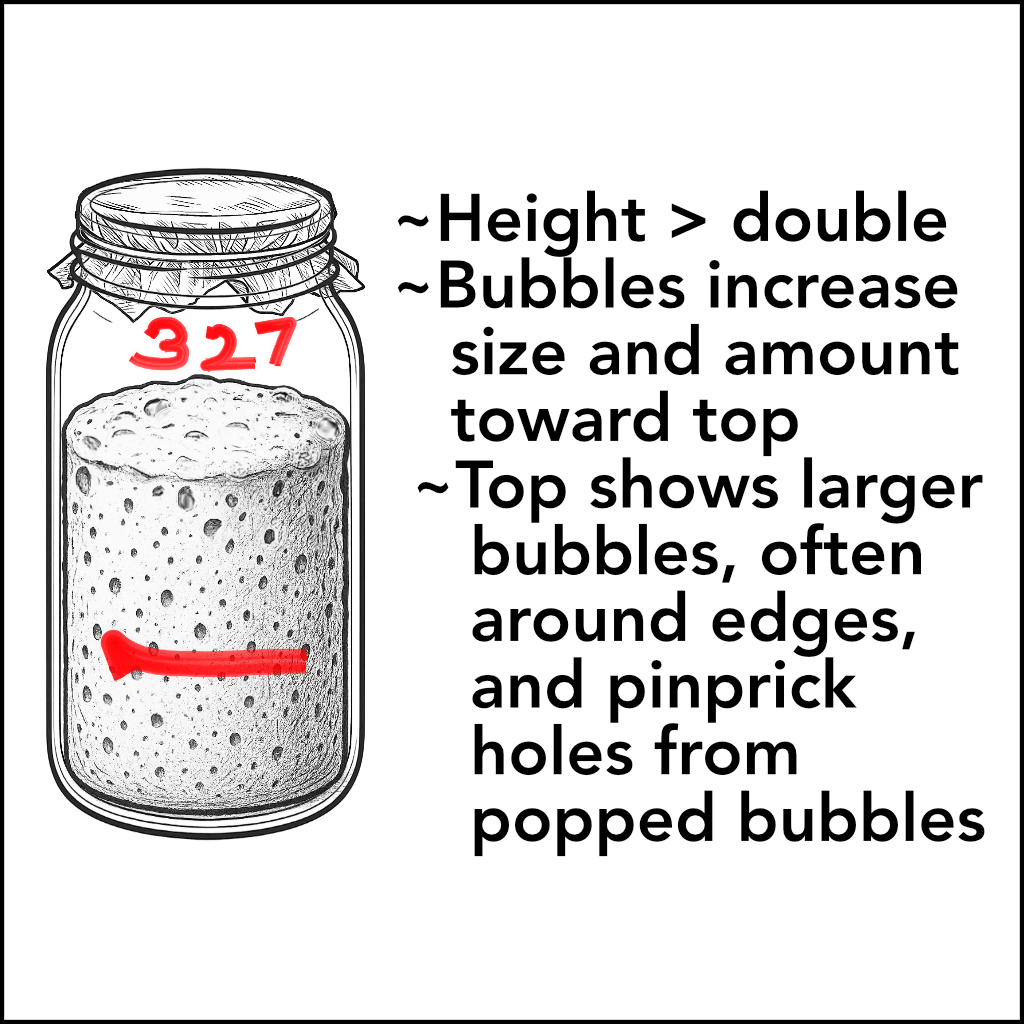 Starter — Day 3 to maturity illustration